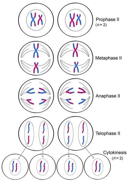 Meiosis Online Notes, Study Biology, Biology Classroom, Medical Student Study, Cell Division, Biology Lessons, Medicine Student, Medical School Studying, Teaching Biology