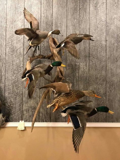 Duck Taxidermy Mounts, Duck Mount Ideas, Mallard Duck Mounts, Mallard Mount, Duck Mounts Taxidermy, Duck Hunting Decorations, Hunting Room Design, Duck Taxidermy, Duck Hunting Decor