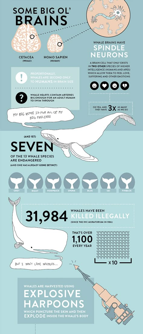 Whale Infographic Free Infographic Templates, Animal Infographic, Infographic Layout, Infographic Inspiration, Infographic Design Layout, Visual Story, Graphic Design Infographic, Infographic Poster, Infographic Design Inspiration