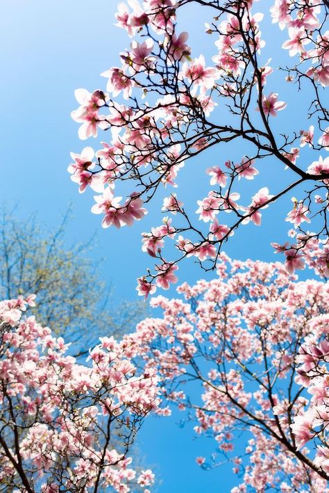 Primptemps Aesthetic, Spring Pictures Aesthetic, Spring Astethic Pictures, Spring Aethstetic, Spring Weather Aesthetic, Spring Ipad Wallpaper, Cold Spring Aesthetic, Spring Astethic, Spring Time Aesthetic