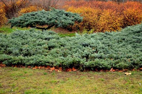 Juniperus communis (Common Juniper) Juniper Shrub, Juniperus Communis, Columnar Trees, Plant Benefits, Modern Landscape Design, Buy Plants, Plant Combinations, Evergreen Shrubs, Modern Landscaping