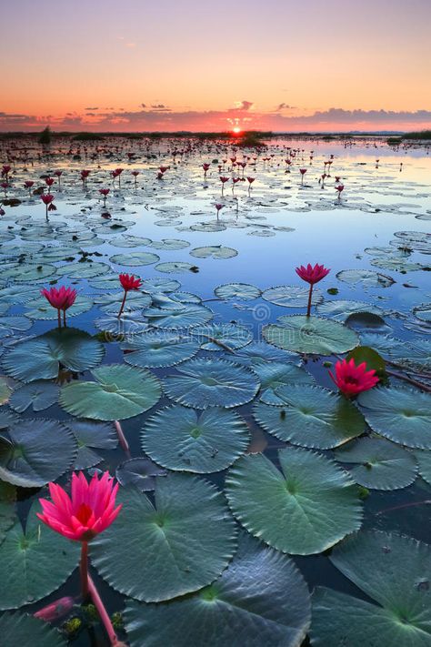 Photo about The sea of red lotus, Lake Nong Harn, Udon Thani province, Thailand. Image of daeng, nature, dusk - 77330516 Karp Koi, Lotus Lake, Water Lilies Art, Udon Thani, Water Lilies Painting, Lotus Plant, Red Lotus, Plant Art Print, Lotus Art