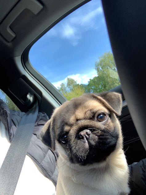 Loulou The Pug, Pugs Cute, Pug Aesthetics, Pugs Puppies, Cute Pug Pictures, Pug Dog Puppy, Baby Pug, Happy Pug, Puppy Pug