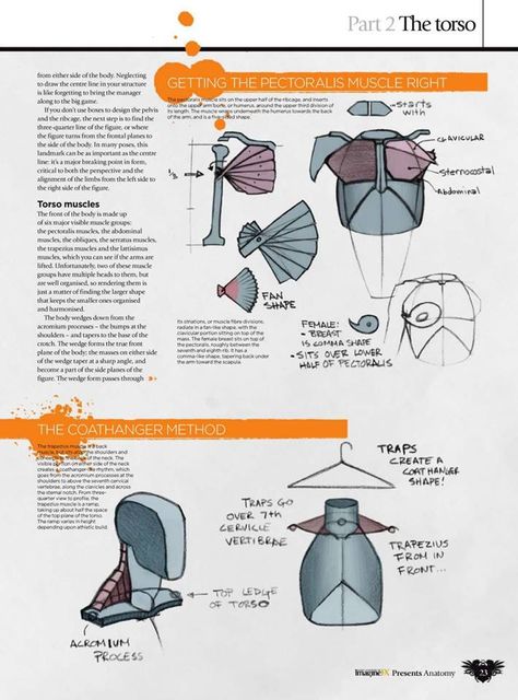 How To Draw And Paint Anatomy (https://www.facebook.com/pg/CuteStudi0/photos/?tab=album&album_id=1380507445343442) ★ || CHARACTER DESIGN REFERENCES™ (https://www.facebook.com/CharacterDesignReferences & https://www.pinterest.com/characterdesigh) • Love Character Design? Join the #CDChallenge (link→ https://www.facebook.com/groups/CharacterDesignChallenge) Share your unique vision of a theme, promote your art in a community of over 100.000 artists! || ★ Ron Lemen, Anatomy Book, Figure Drawing Tutorial, Anatomy Practice, Draw And Paint, Human Anatomy Art, Anatomy Sketches, Anatomy For Artists, Body Reference Drawing