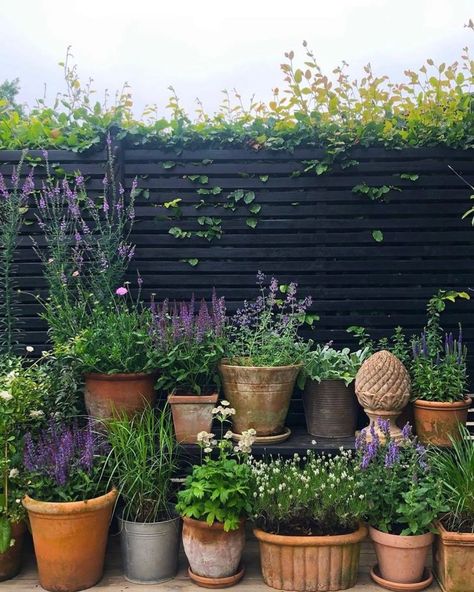 Plants For Courtyard Garden, Potted Garden Patio, Small Garden Yard Ideas, Small Garden Planters, Container Garden Backyard, Veggie Garden Small Space, Gardens With Pots, Garden With Lots Of Pots, Potted Kitchen Garden