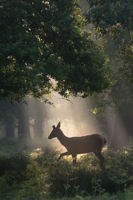 Deer, Running, Walking, Running Through The Woods, A Deer, The Morning