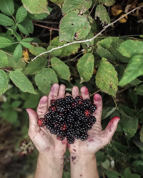 Wild blackberry season #summer #hands  #Regram via @leantimms Blackberries Aesthetic, Woodland Cottage, Sloe Gin, Blackberry Jam, Love The Earth, Red Currant, Wild Edibles, Bountiful Harvest, On The Ground