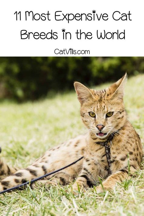 Exotic Cat Breeds, Best Cat Breeds, Large Cat Breeds, Asian Leopard Cat, Hybrid Cat, Rare Cats, Cat Hacks, Leopard Cat, Cat Ideas