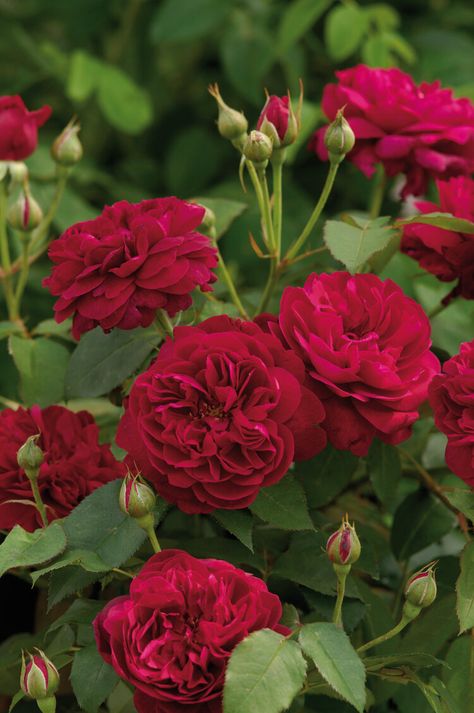 Darcey Bussell, Deadheading Roses, Rose Belle, Austin Rose, Rose Care, Types Of Roses, Shrub Roses, Garden Shrubs, Rose Trees