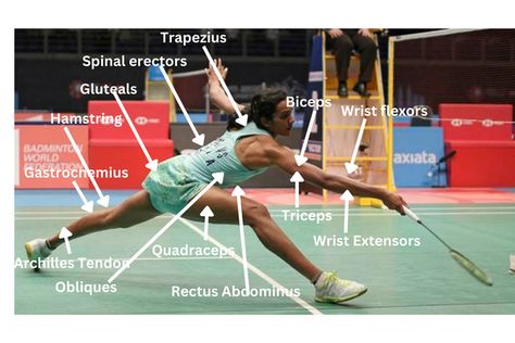 Badminton activates severel muscles of our body and thats why it is highly important for a player to incorporate strength training in his regime. Take a look at the different muscles used in badminton and why stregth training is important for the sport. Badminton Training, Things To Do When Bored, Training Equipment, Stomach Workout, Advanced Technology, Badminton, Strength Training, Workout Routine, Train