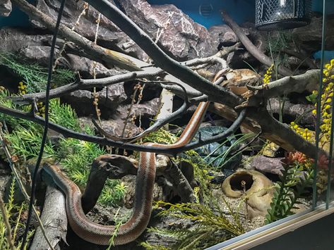 Rosy Boa Enclosure, Boa Enclosure, Rosy Boa, Crested Gecko, Gecko, Reptiles, Quick Saves