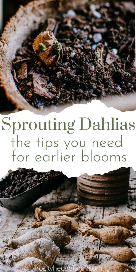 Learn all the steps for getting earlier blooms in your flower garden by sprouting dahlia tubers in pots! This is so easy and will give you a head start on planting dahlias in your garden. The best beginner guide for planting dahlias. How To Grow Daliah Flower, Dahlia Care How To Grow, How To Plant Dahlias, Starting Dahlia Tubers Indoors, Waking Up Dahlia Tubers, Dahlias In Raised Beds, Planting Dahlia Bulbs, Planting Dahlia Tubers, Planting Dahlias In Pots