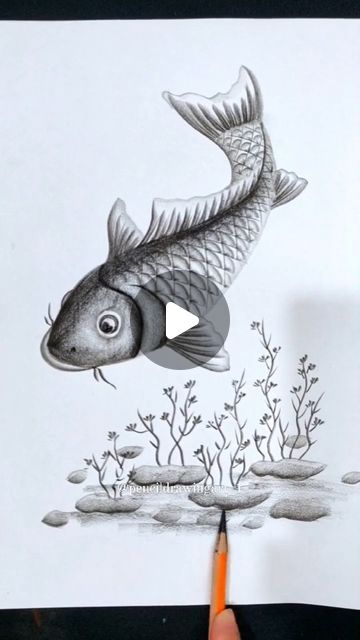 Fish Pencil Drawing, Drawn Fish, Fish Drawing, Fish Drawings, Art Pencil, Drawing Pencil, Animal Sketches, If You, Draw Drawing