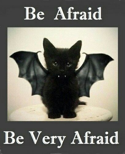 Diy Pet Costumes, Funny Halloween Memes, Halloween Meme, Halloween Kitty, Halloween Memes, Chat Halloween, Cute Bat, Black Kitten, Batman Vs Superman