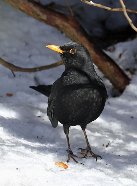 Blackbird, Brown Bird, Bird Quilt, Colorful Bird, Winter Animals, All Birds, Bird Pictures, Small Birds, Colorful Birds