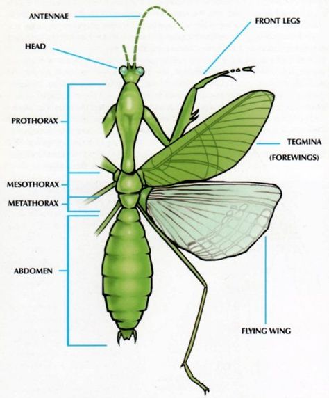 Mantis Anatomy, Black Mantis, Internal Anatomy, Insect Anatomy, Mushroom Costume, Animal Body Parts, Stick Insect, Insect Crafts, Praying Mantis