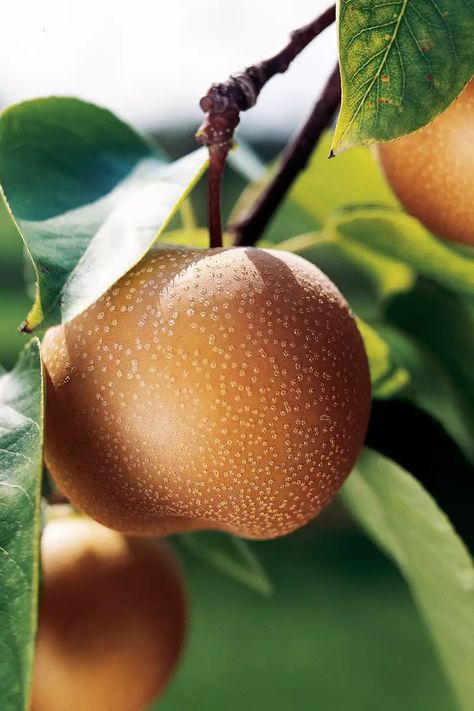 Pear Varieties, Asian Pear, Fresh Eats, Bartlett Pears, Pear Trees, Pear Tree, Green Fruit, Good Eat, Juicy Fruit