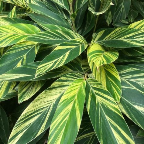 Shell ginger leaves are variegated with beautiful green and yellow patterns, making them very popular ornamental plants. Variegated Ginger Plant, Variegated Ginger, Making Herbal Tea, Shell Ginger, Ginger Roots, Ginger Plant, Leafy Plants, Variegated Plants, Container Gardens