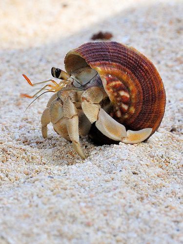 Hermit Crab Photography, Seashore Photography, Hermit Crab Shells, Crab Art, Hermit Crabs, Tortoise Shell Cat, Interesting Animals, Underwater Life, Hermit Crab