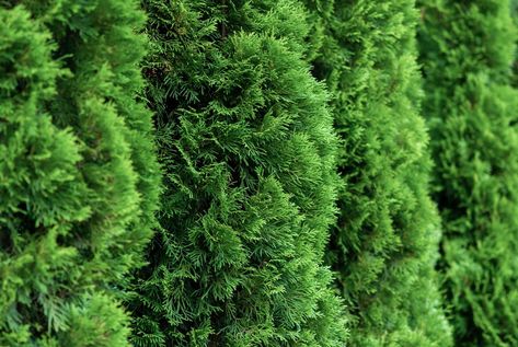 Fast Growing Hedge Plants, Cedar Hedge, Boxwood Landscaping, Giant Arborvitae, Fast Growing Hedge, Emerald Green Arborvitae, Northern White Cedar, Arborvitae Tree, Thuja Occidentalis