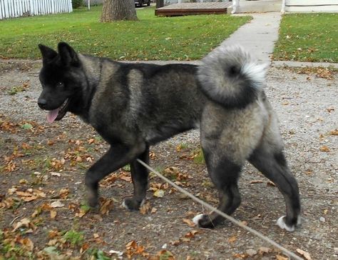 Have to say this is one of my favs... Absolutely love his markings Canine Odyssey, Samurai Dog, Moodboard Photos, Pretty Puppies, Japanese Akita, American Akita, Akita Inu, Japanese Dogs, Dream Dog