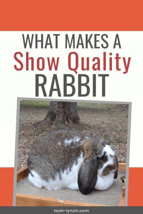 4h Rabbit Poster Ideas, 4 H Rabbits, 4h Rabbit Showing, Show Rabbit Setup, Showing Rabbits In 4h, Rabbitry Setup Ideas, Ffa Rabbit Showing, Rabbit Showing, Farm Rabbits