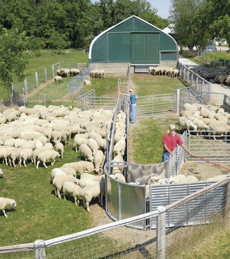 Something like this up by the Sheep barn for ease of herd maintenance. Sheep Pen, Sheep House, Sheep Ranch, Cattle Corrals, Livestock Barn, Livestock Farming, Goat Care, Raising Farm Animals, The Farm