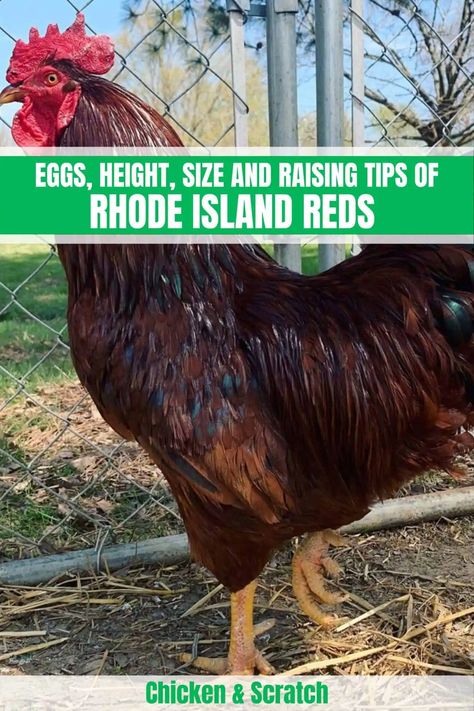 Rhode Island Red Chicken: Eggs, Height, Size and Raising Tips Rhode Island Red Chickens Eggs, Road Island Red Chickens, Rhode Island Red Rooster, Rhode Island Red Hen, Breeds Of Chickens, Rhode Island Red Chickens, Chicken Facts, Poultry Business, Chicken Raising