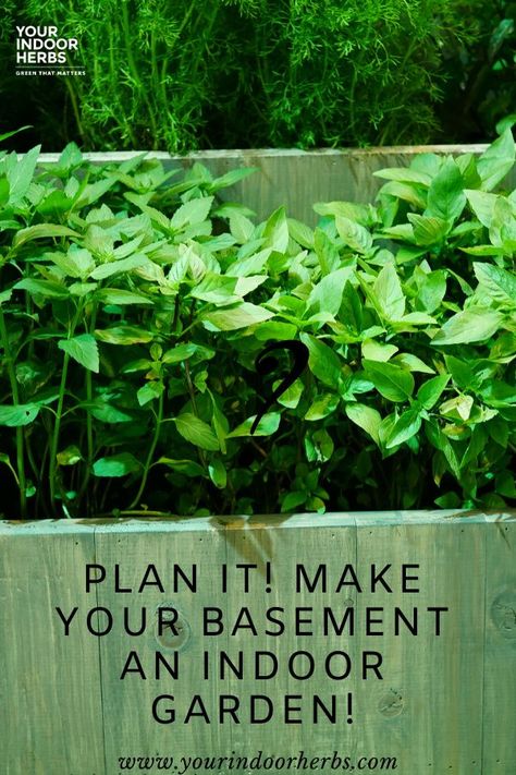 Indoor Basement Garden Ideas, Winter Gardening Indoor, Basement Grow Room Ideas, Indoor Winter Garden, Basement Grow Room, Basement Garden Indoor, Growing Veggies Indoors, Herbs To Grow Indoors, Indoor Grow Room