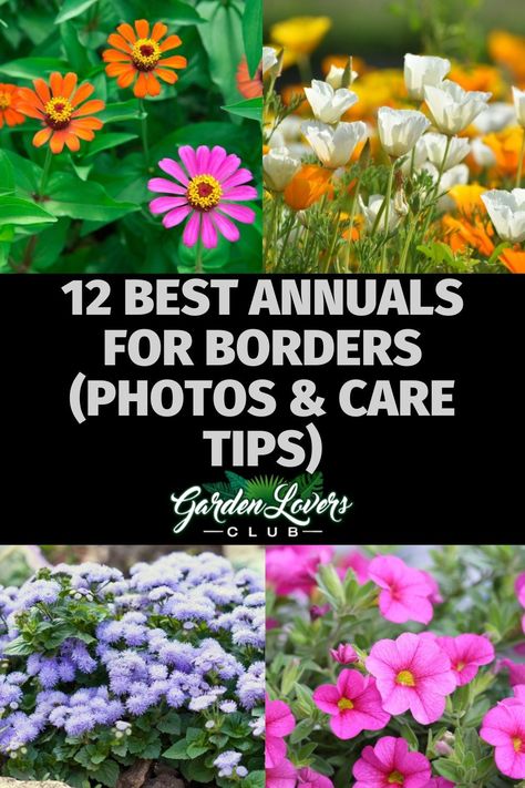 Do you want to create a “frame” for your garden? If so, you need the perfect bordering plants. Colorful annuals are a great option, but which ones are best? If you are wondering the same thing, keep reading. Here you can learn all about the 12 best annuals for borders. Plants For Borders Flower Beds, Annual Borders Flower Beds, Annual Flower Bed Ideas, Bedding Plants Border, Bordering Plants, Landscaping Ideas Along Fence, Flowers For Borders, Fence Backyard Landscaping, Annual Flower Beds Design