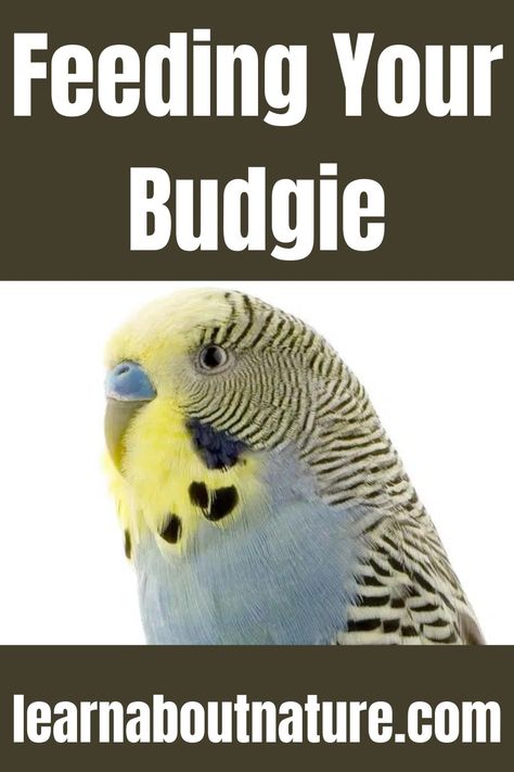 Feeding Your Budgie Nature Website, Flying Animals, Budgies Bird, Land Animals, Domestic Animals, About Nature, Animals And Pets, Parrot, Seeds