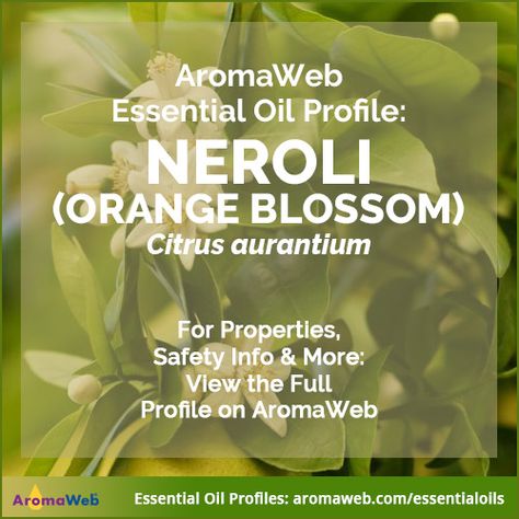 Neroli Essential Oil Uses and Benefits | AromaWeb Orange Essential Oil Benefits, Essential Oil Books, Diluting Essential Oils, Neroli Oil, Neroli Essential Oil, Essential Oil Safety, Orange Blossom Water, Essential Oil Benefits, Oranges And Lemons