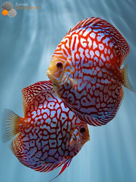 Discus Aquarium, Ikan Air Tawar, Tropical Fish Tanks, Tropical Fish Aquarium, Tropical Freshwater Fish, Aquarium Terrarium, Fresh Water Fish Tank, Diy Aquarium, Discus Fish