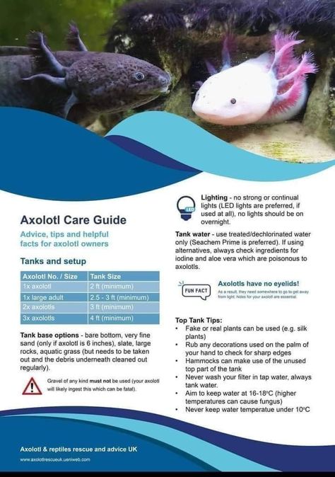 Axolotl Tank Ideas Diy, Axolotl Tank Plants, Axolotl Care Guide, Axolotl Tank Ideas Aquarium, Axolotl Tank Setup, Axolotl Tank Ideas, Axolotl Facts, Reptile Facts, Axolotl Stuff