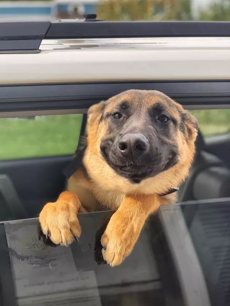 20 Dogs Just Being Their Sweet, Weird Selves | Cuteness German Shepherd Art, Smiling Dog, Shepherd Art, Funny German Shepherd, Smile Pictures, Animals Adorable, German Shepherd Mom, German Shep, Latina Outfits