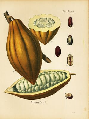 I took a course last weekend on Botanical Illustration at the  University of California Botanical Garden . I've always been interested in bo... Illustration Botanique Vintage, Illustration Botanique, Botanical Illustration Vintage, Botanical Poster, Theobroma Cacao, Scientific Illustration, Tree Illustration, Art Et Illustration, Plant Illustration