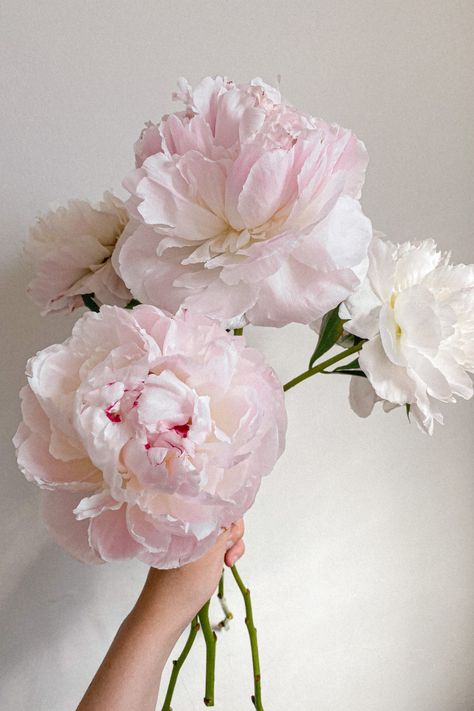 Fully blown beautiful pale pink blush peonies. Blush Pink Peony Bridal Bouquet, Flower Aestethic, Highley Manor, Light Pink Peonies, Pink Blush Wedding, 23 Bday, Wedding Peonies, Fantasy Farm, Pink Peonies Wedding