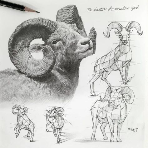 Goat Drawing, Sheep Drawing, Trust Design, Structural Drawing, Draw Together, Bighorn Sheep, Animal Drawings Sketches, Pen Art Drawings, Animal Study