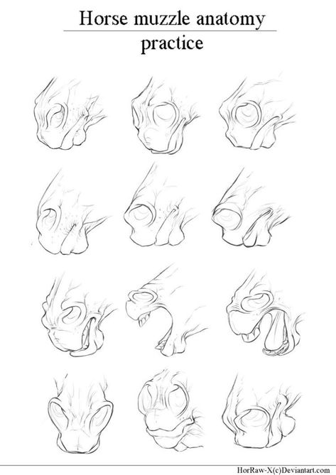 Horse Muzzle, Horse Drawing Tutorial, Tre Kunst, Horse Art Drawing, Anatomy Practice, Horse Sketch, Horse Anatomy, Animal Study, Anatomy Study