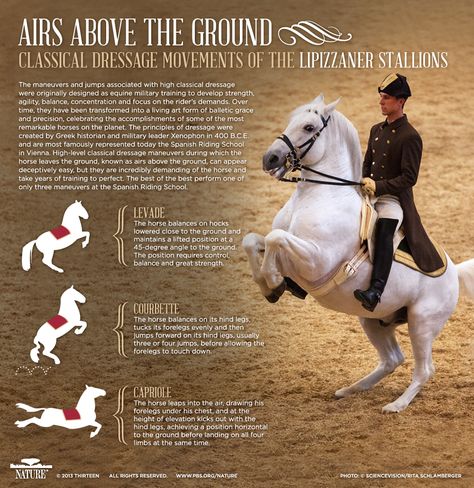 Lipizzaner Stallions, PBS Nature's Legendary White Stallions / Airs Above The Ground - Classical Dressage Movements of the Lipizzaner Stallions Spanish Riding School Vienna, Lippizaner, Spanish Riding School, Equestrian Dressage, Riding School, Horse Info, Horse Dressage, Dressage Horses, All About Horses