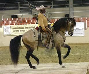 Azteca horse The Azteca was recongnized as the national horse breed of Mexico by the Mexican Department of Agriculture on December 4, 1982. The breed was created to be the perfect ranch horse but thier also used in sports like polo, dressage, jumping, and many others. Azteca Horse, Horse Buckskin, Aztec Horse, Bull Pictures, Buckskin Horse, Spanish Horse, Ranch Horse, Lusitano Horse, Horse Inspiration