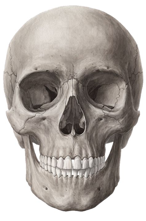 Ethmoid Bone, Human Skull Anatomy, Sphenoid Bone, Crowded Place, Maxillofacial Surgery, Science Tattoo, Facial Bones, Skull Anatomy, Anatomy Bones