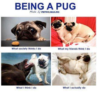 . Pug Dogs, Jeep Dogs, Pug Mug, Pugs And Kisses, Pug Mom, A Pug, Pugs Funny, Cute Pugs, Dog Wallpaper