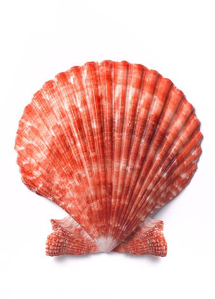 Scallop shell close up on white Beautiful Seashells, Seashells Photography, Close Up Art, Ocean Treasures, Scallop Shells, Shell Crafts, Photo Reference, Sea Animals, Sea Shell