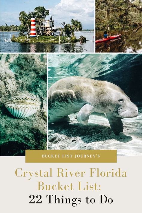 From restaurants to beaches (and of course manatees), these are the best things to do in Crystal River Florida. Top hotel pick too! Crystal River Manatees, Crystal River Florida Things To Do, Crystal Springs Florida, Florida Manatees, Florida Bucket List, Best Places In Florida, Florida Vacation Spots, Crystal River Florida, River Hotel