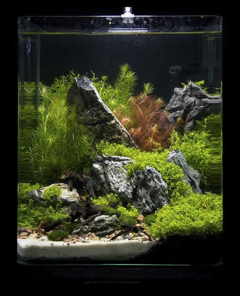 https://flic.kr/p/9fFLD1 | Nano 19 | Nano contestants at the Art of the Planted Aquarium, Hannover 2011 Riparium Aquascape, Planted Nano Tank, Cube Aquascape, Taman Air, Amazing Aquariums, Fish Tank Terrarium, Aquascape Design, Fish Tank Design, Betta Aquarium