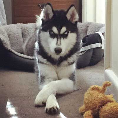 Man does this Husky look like he's up to no good.  #barkinglaughs #Husky Siberian Husky Funny, Beware Of Dog Sign, Cool Dogs, Husky Faces, Dog Beer, Husky Funny, Care Less, Dog Picture, Husky Lover