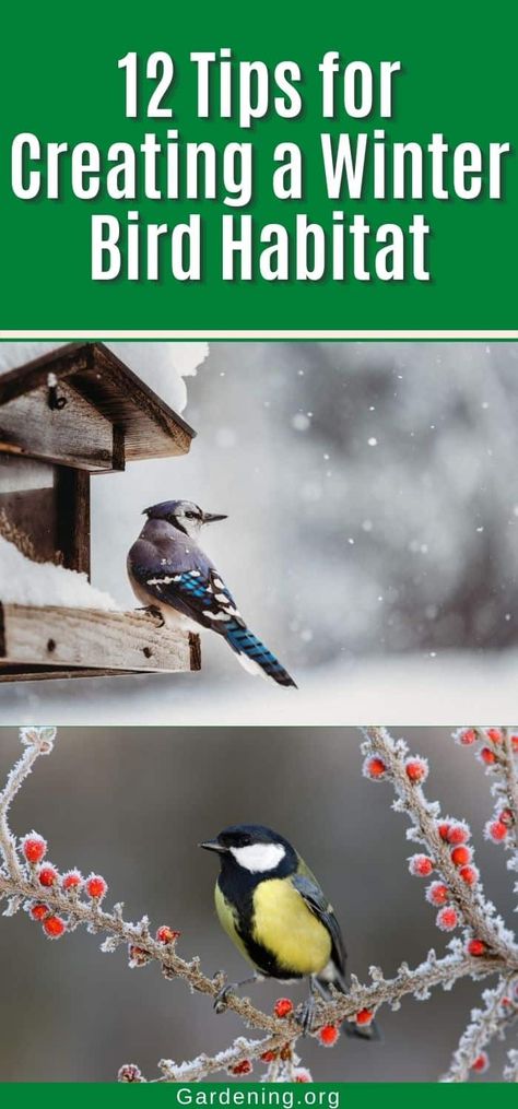 Winter Wild Bird Shelter, Backyard Winter Ideas, Bird Shelters For Winter, Wild Birds Backyards, Bird Feeding Stations, Garden Habitat, Feeding Birds In Winter, Winter Bird Feeders, Birdseed Ornaments