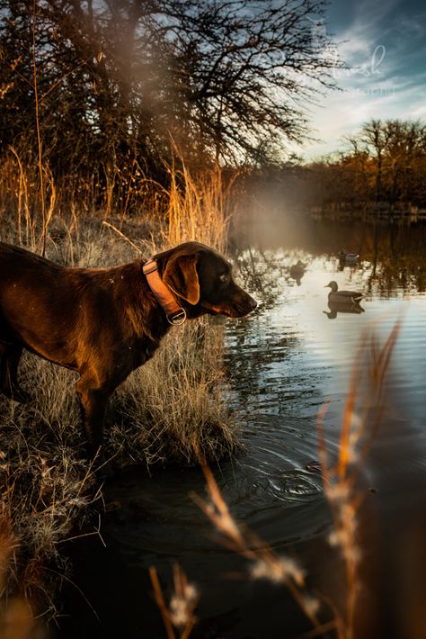 Hunting Dog Wallpaper, Duck Hunting Dogs, Hunting Wallpaper, Dogs Hunting, Hunting Photography, Duck Dog, Hunting Dog, Duck Hunting, Dog Wallpaper