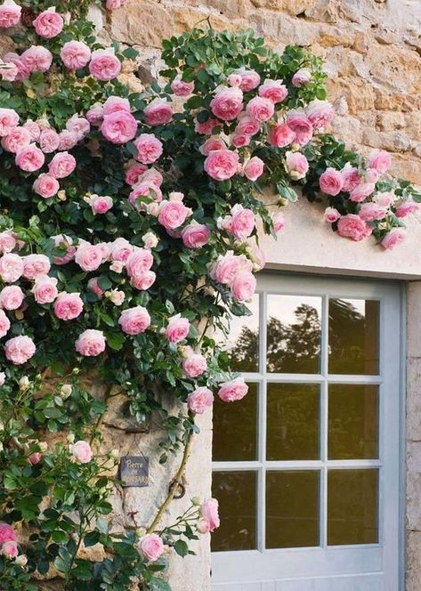 10 Best Climbing Roses Climbing Roses, White Climbing Roses, Climbing Flowers, Rose Belle, Austin Rose, David Austin Roses, Doors And Windows, English Rose, Deco Floral